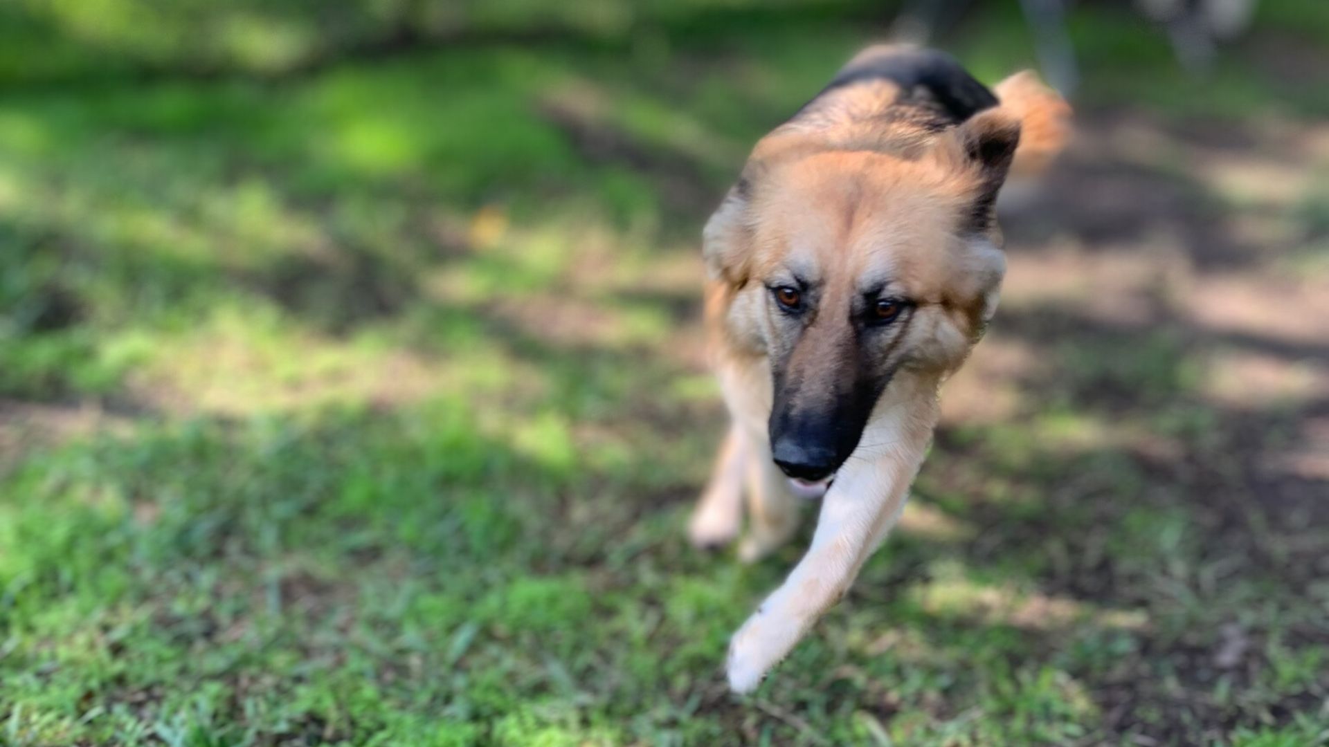 A shepard plays in the shade of an old forest
