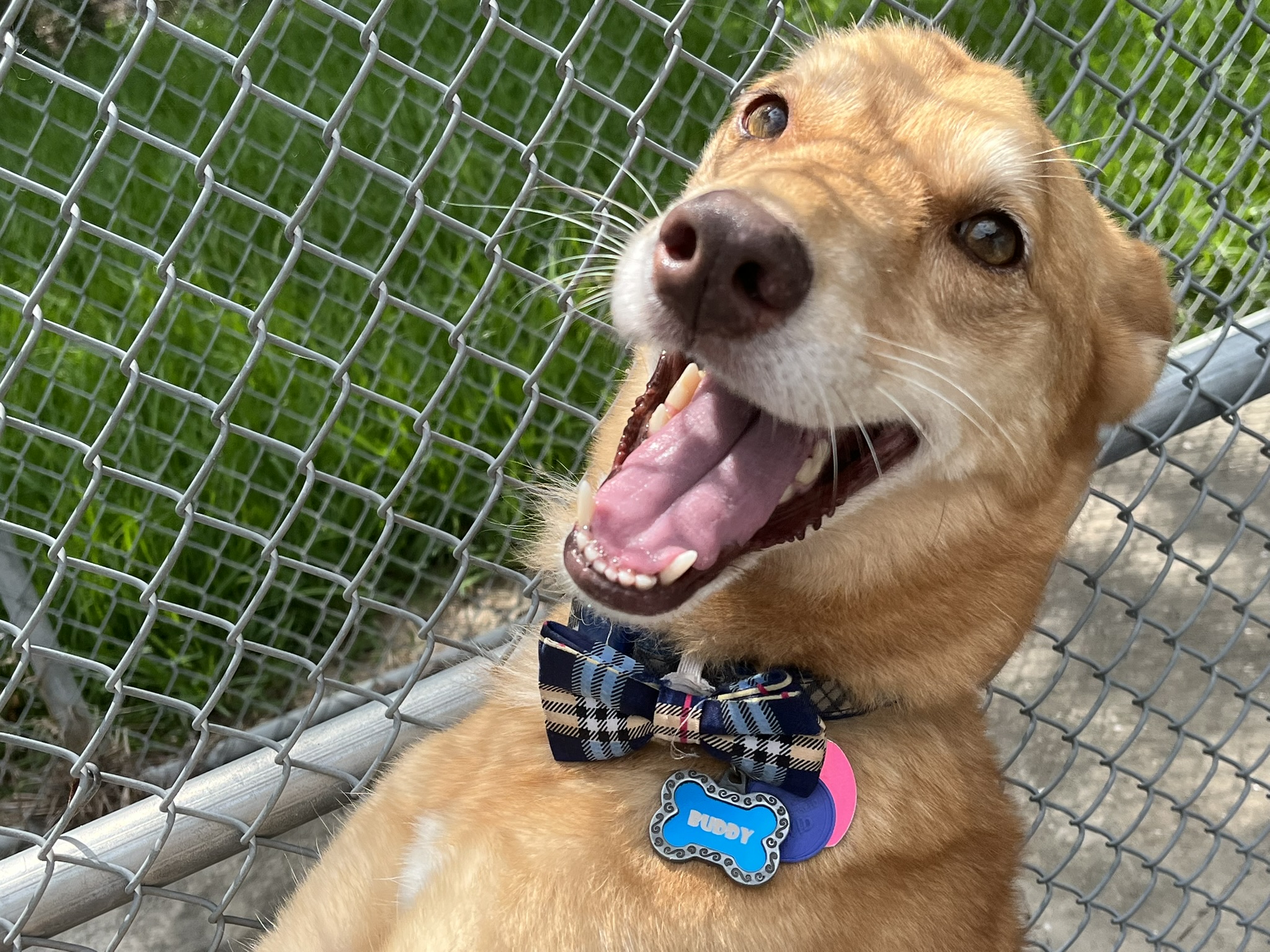 a good dog, shows off his bowtie