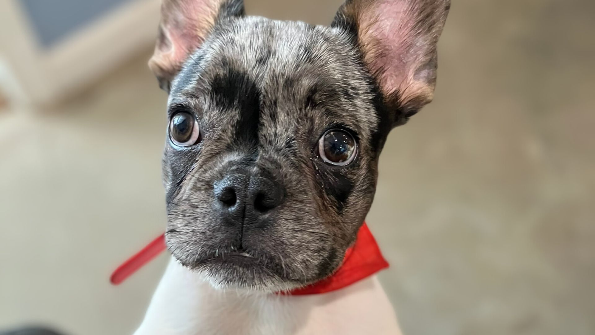a cute puppy in a bandana, looks into the camera