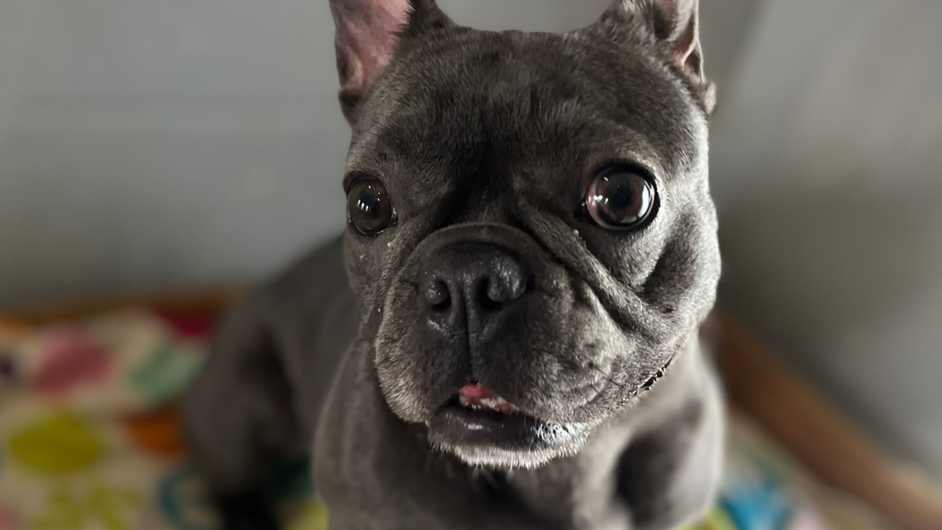 a Boston terrier, sits on a comfortable bed in a suite.