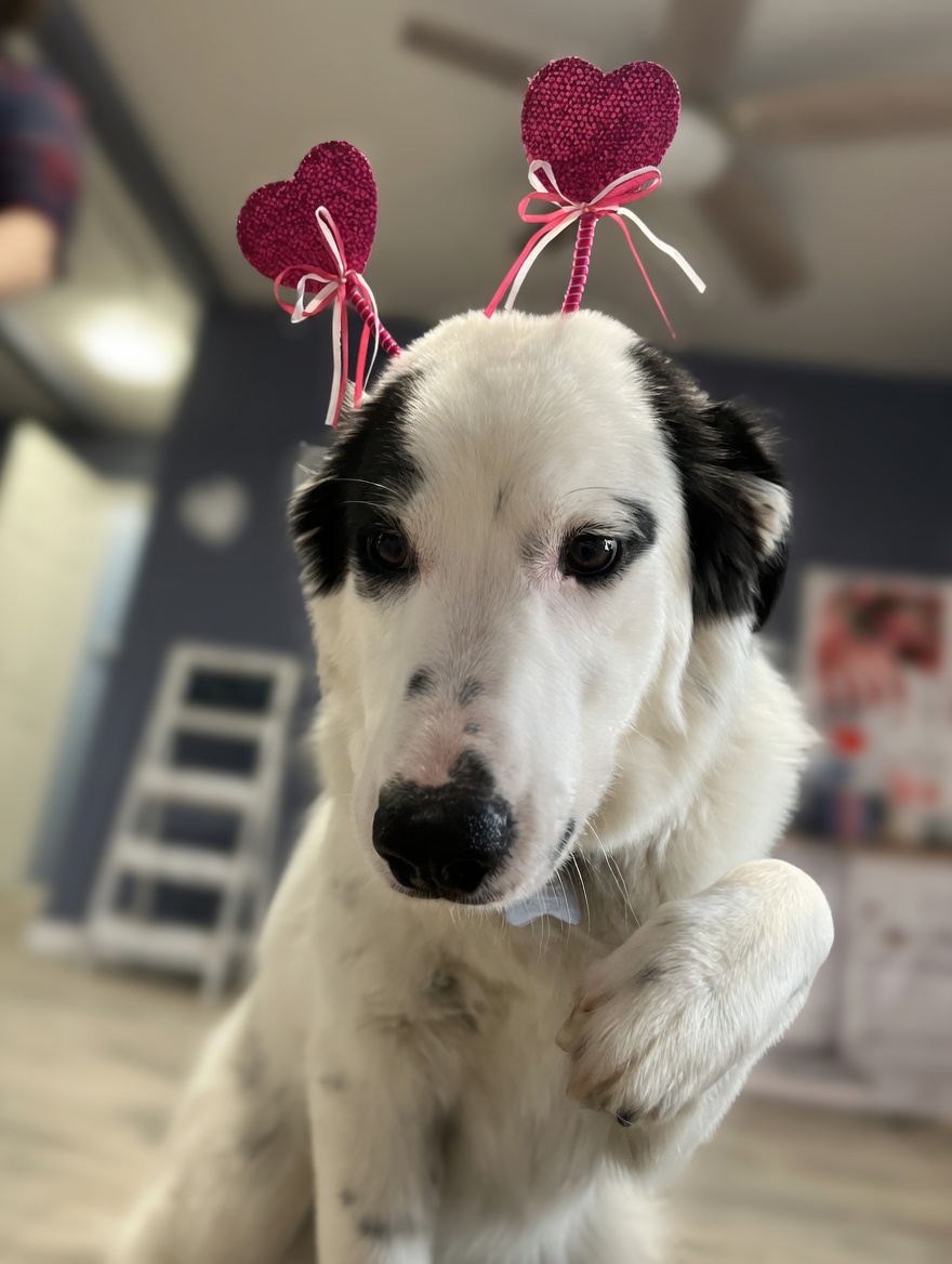 A black and white dog isa ll decked out to celebrate valentines day