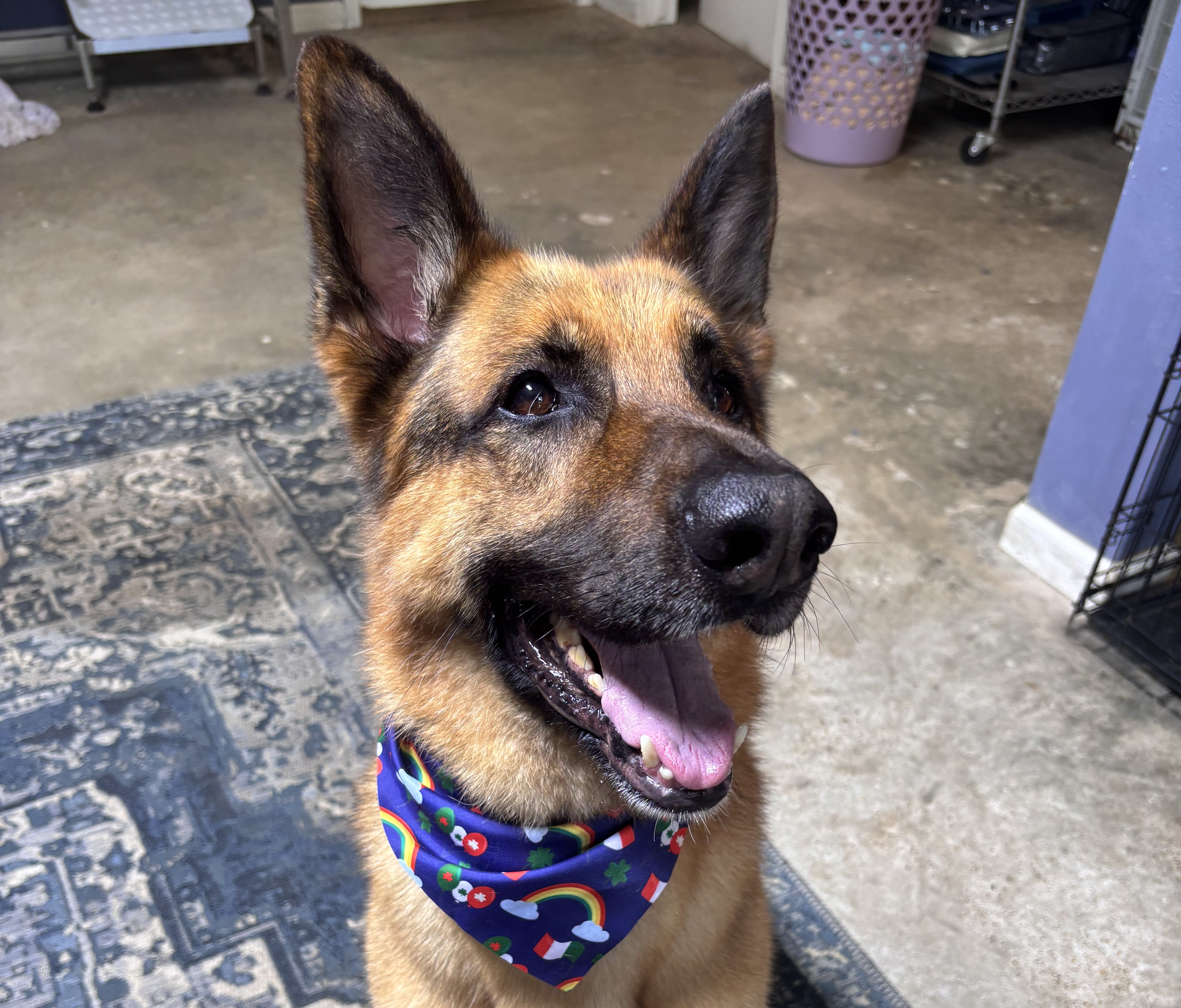 A pretty shepard sits showing off his bandana