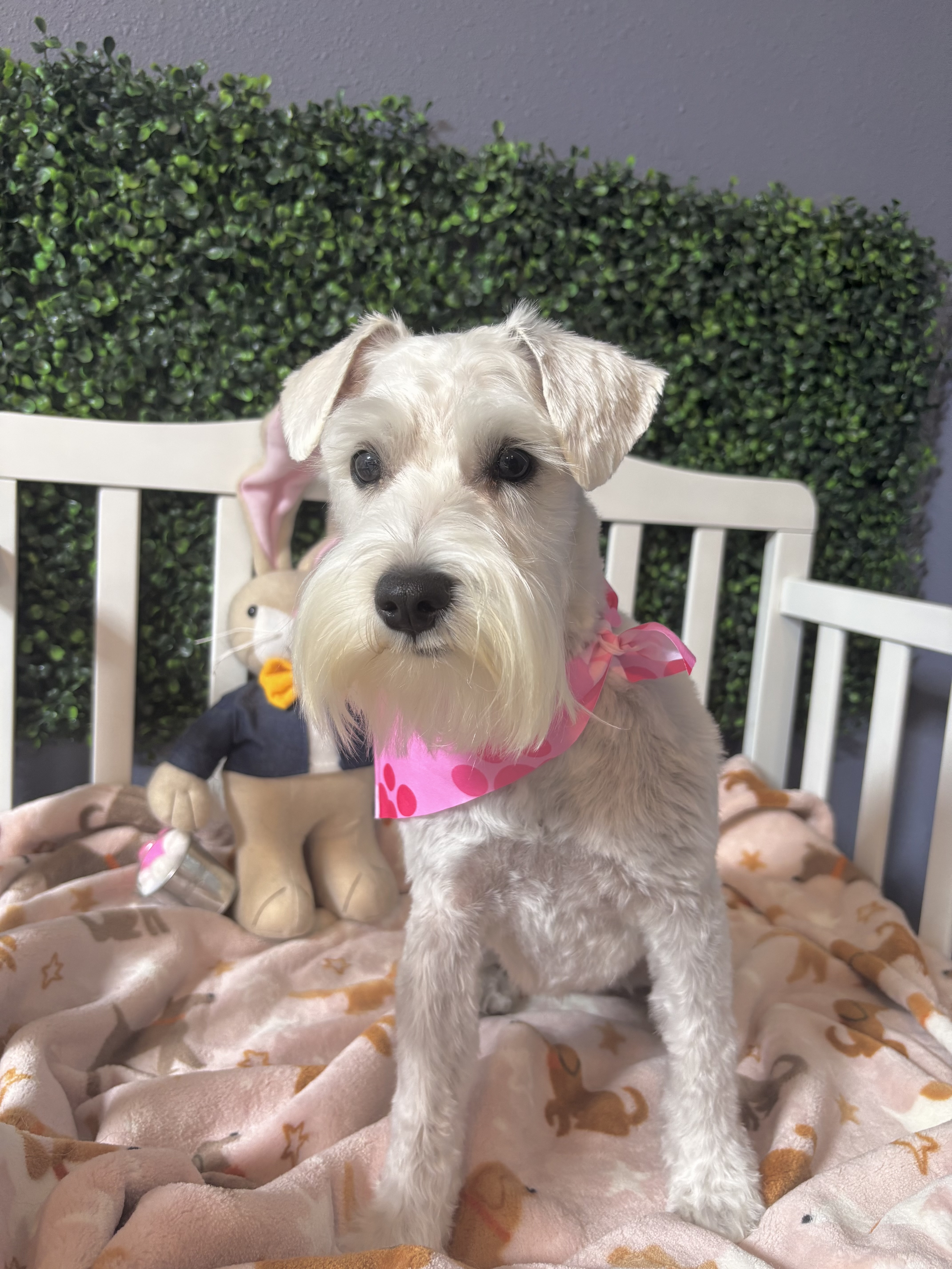 Professional dog grooming