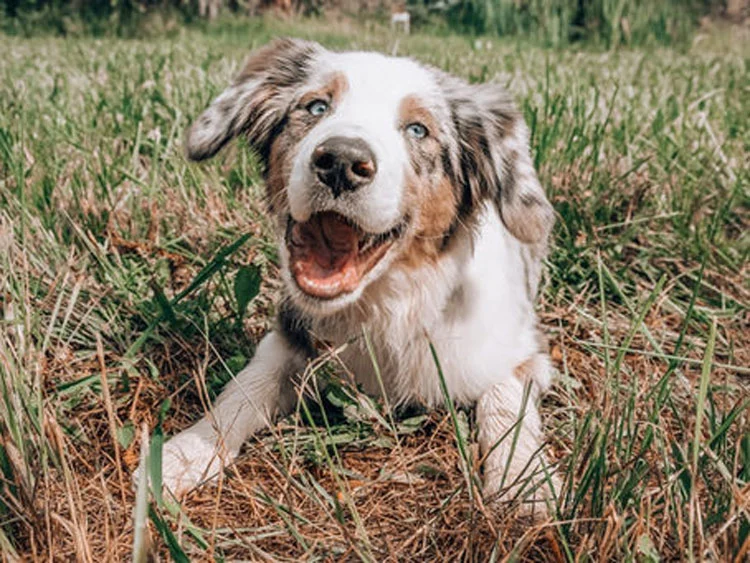 Dog In Grass